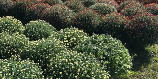 PT Girls Racquet Backers